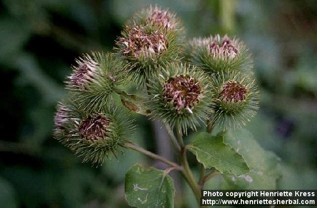 Photo: Arctium lappa 1.