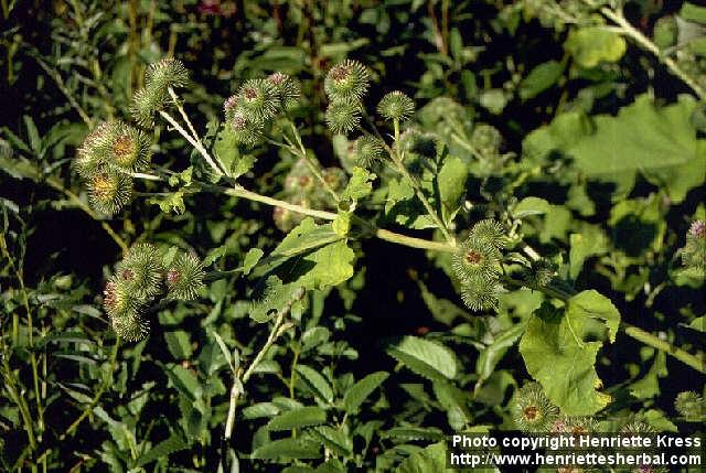 Photo: Arctium lappa 3.