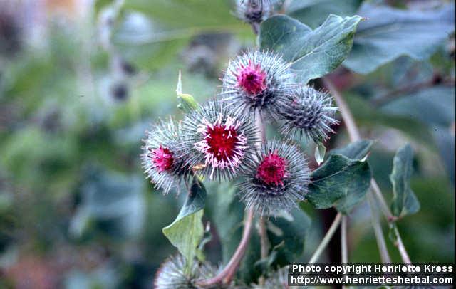 Photo: Arctium lappa 5.