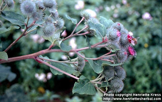 Photo: Arctium lappa 6.