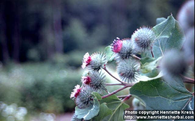 Photo: Arctium lappa 7.