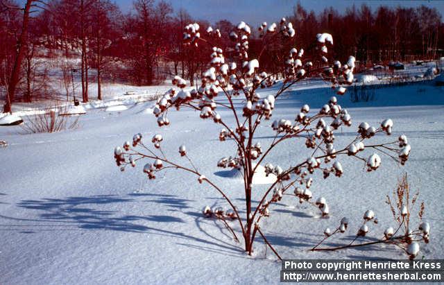 Photo: Arctium lappa 9.