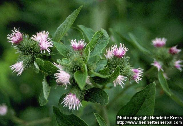 Photo: Arctium minus 1.