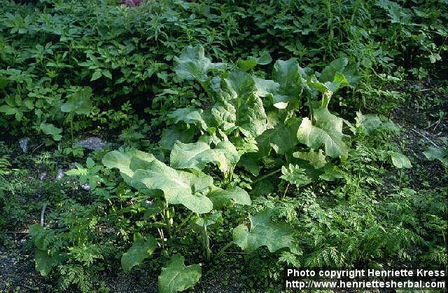 Photo: Arctium tomentosum 3.