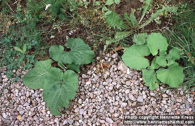 Photo: Arctium tomentosum 8.