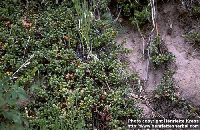 Photo: Arctostaphylos uva ursi.