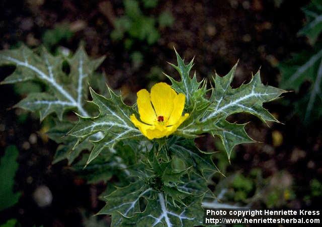 Photo: Argemone mexicana 2.