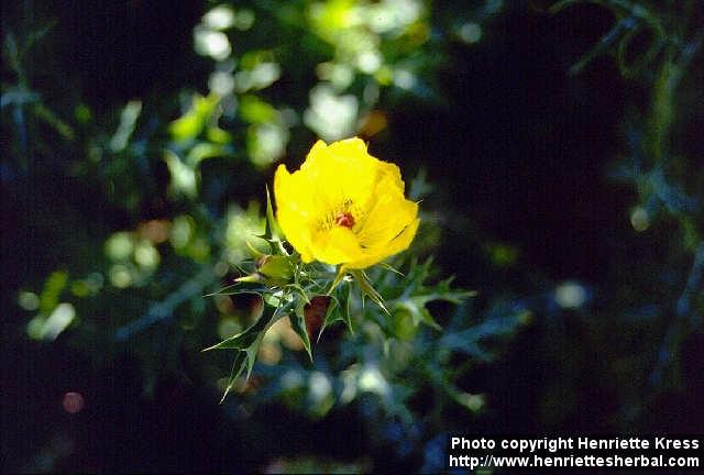 Photo: Argemone ochroleuca 1.