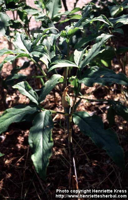 Photo: Arisaema 1.