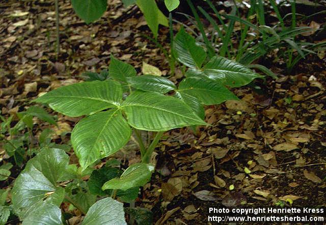 Photo: Arisaema ringens.