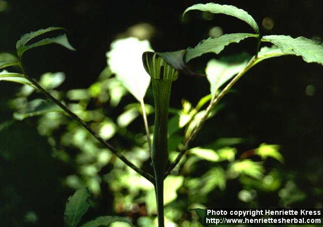 Photo: Arisaema serratum 1.