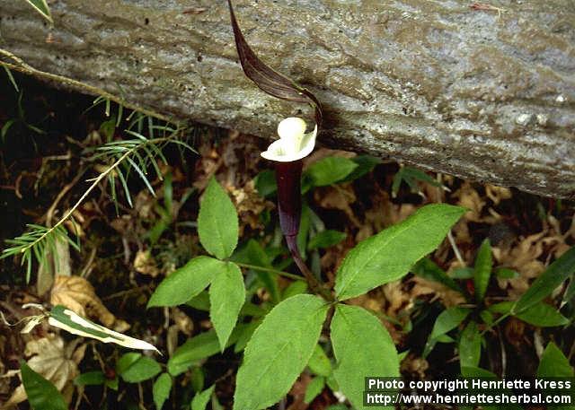 Photo: Arisaema sikokianum 1.