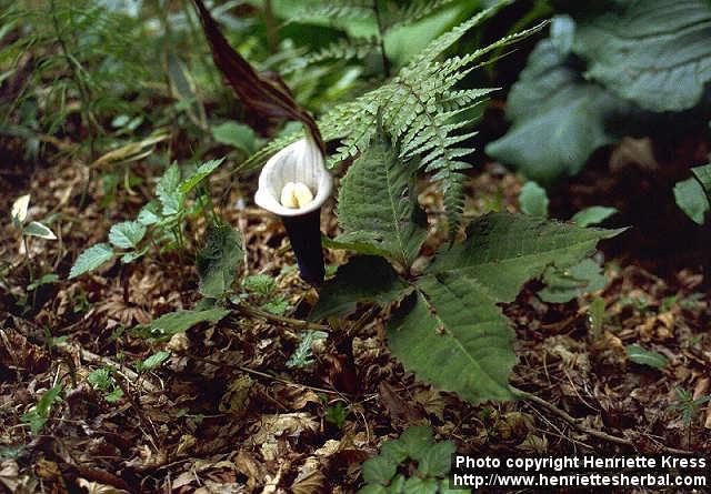 Photo: Arisaema sikokianum 2.