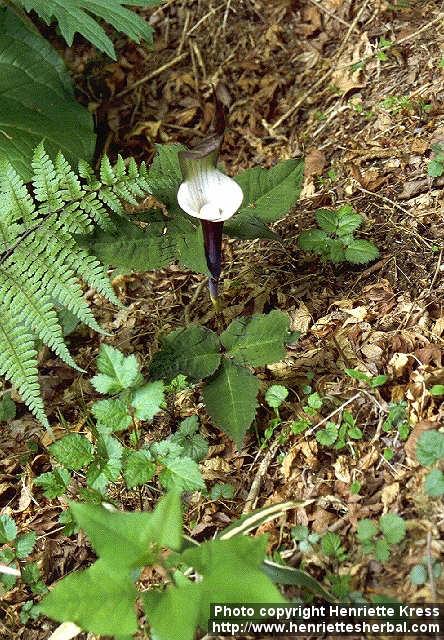 Photo: Arisaema sikokianum 3.