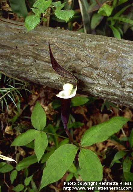 Photo: Arisaema sikokianum.