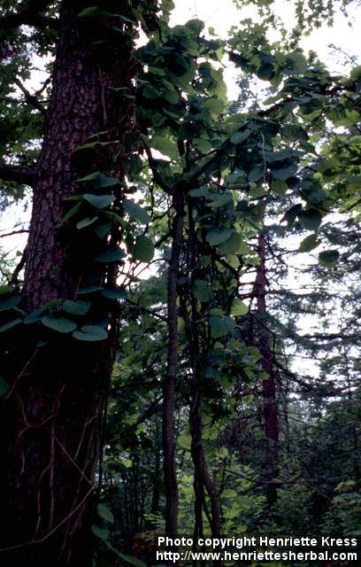 Photo: Aristolochia macrophylla 2.