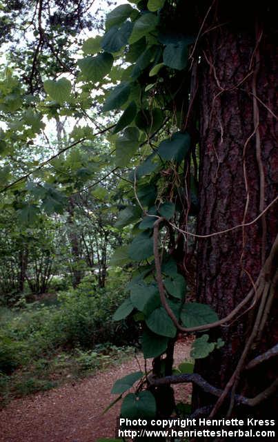 Photo: Aristolochia macrophylla 4.