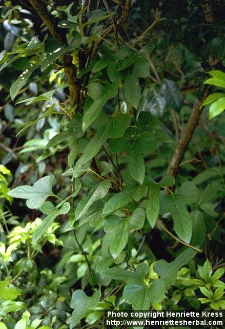 Photo: Aristolochia onoei 1.