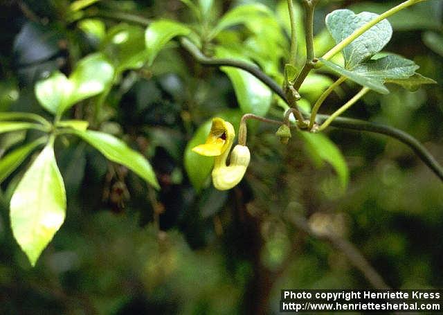 Photo: Aristolochia onoei 2.