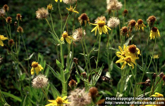 Photo: Arnica angustifolia.