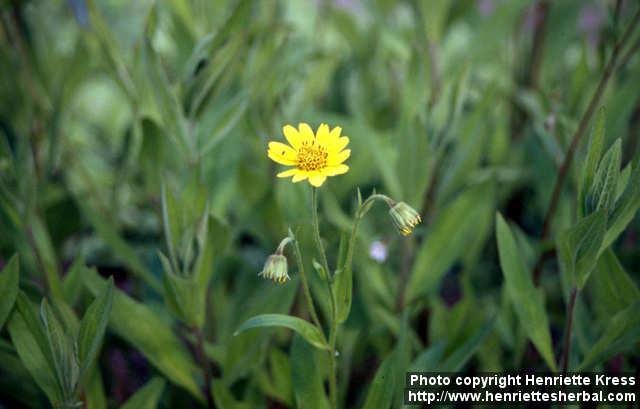 Photo: Arnica chamissonis 1.