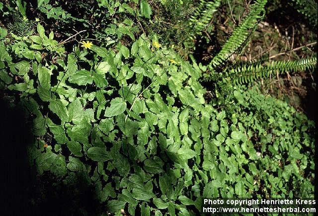 Photo: Arnica latifolia.