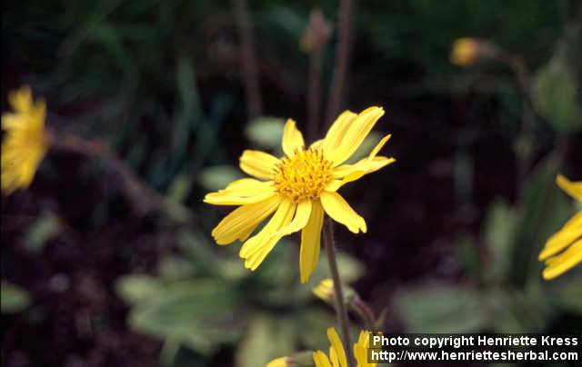 Photo: Arnica montana 2.