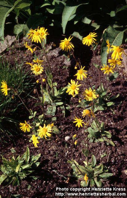 Photo: Arnica montana 4.