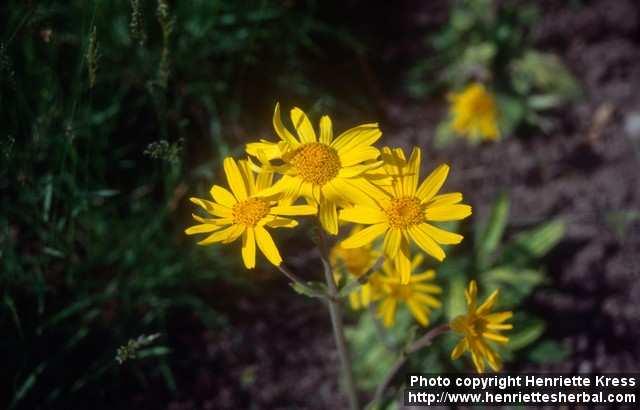 Photo: Arnica montana 5.