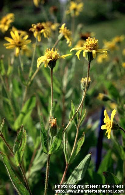 Photo: Arnica.