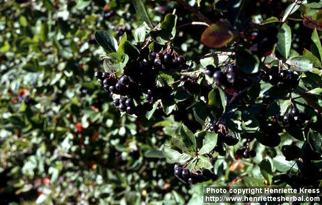 Photo: Aronia melanocarpa 4.