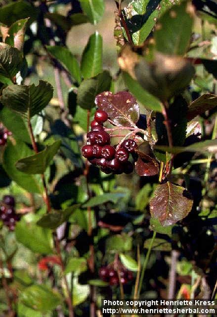 Photo: Aronia melanocarpa.