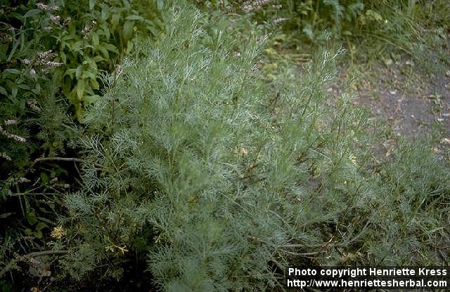 Photo: Artemisia abrotanum.