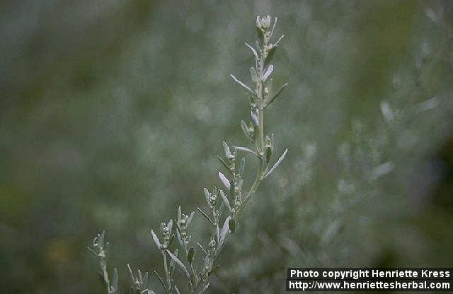 Photo: Artemisia absinthium 1.