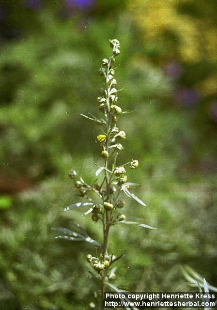 Photo: Artemisia absinthium 4.