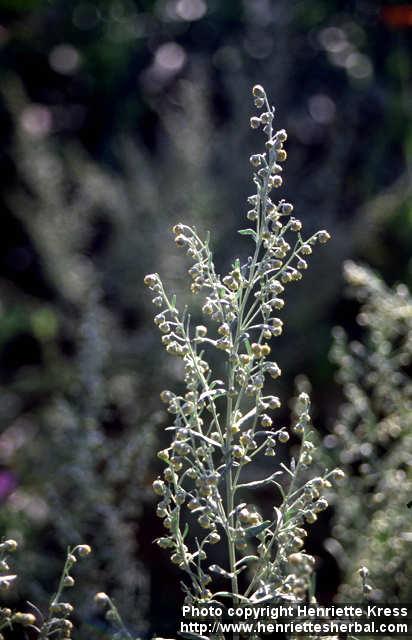 Photo: Artemisia absinthium 6.