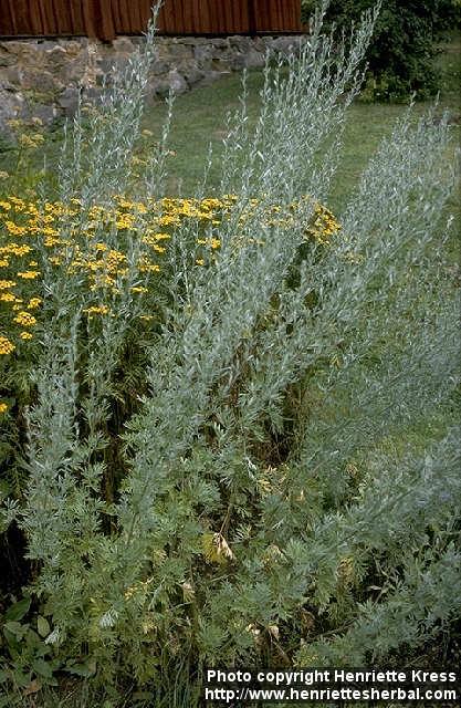 Photo: Artemisia absinthium.