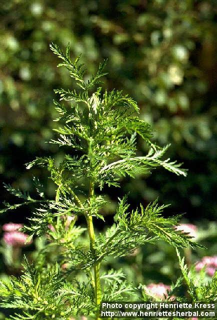 Photo: Artemisia annua 1.