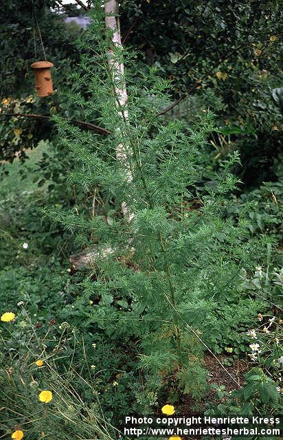 Photo: Artemisia annua 2.