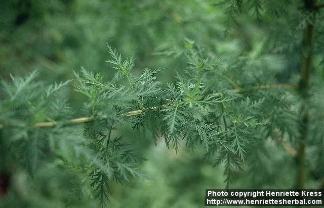 Photo: Artemisia annua 3.