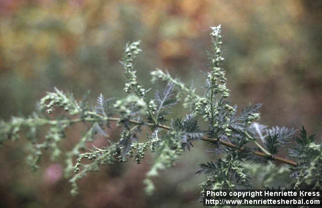 Photo: Artemisia annua 7.