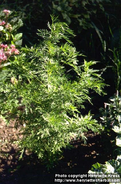 Photo: Artemisia annua.