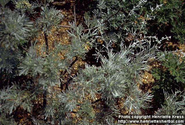 Photo: Artemisia arborescens.