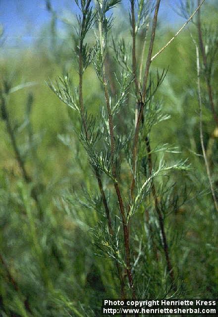 Photo: Artemisia campestris 1.