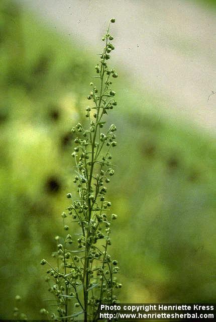 Photo: Artemisia dracunculus 2.