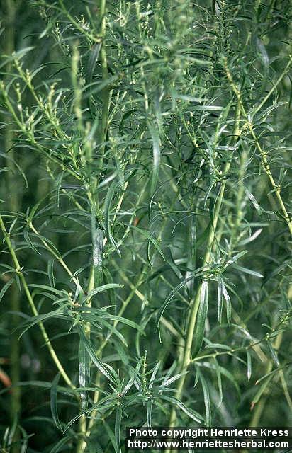 Photo: Artemisia dracunculus 4.