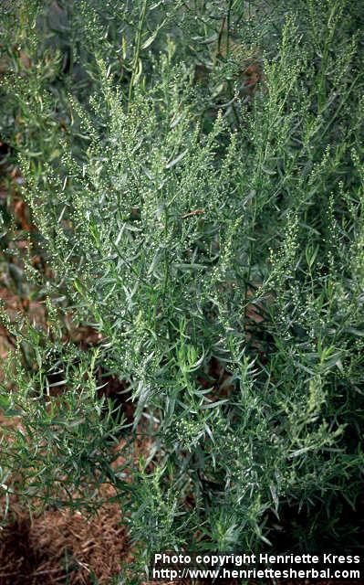 Photo: Artemisia dracunculus 5.