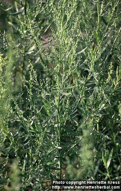 Photo: Artemisia dracunculus 6.