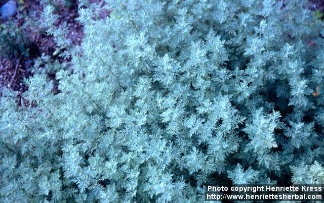 Photo: Artemisia pontica 1.