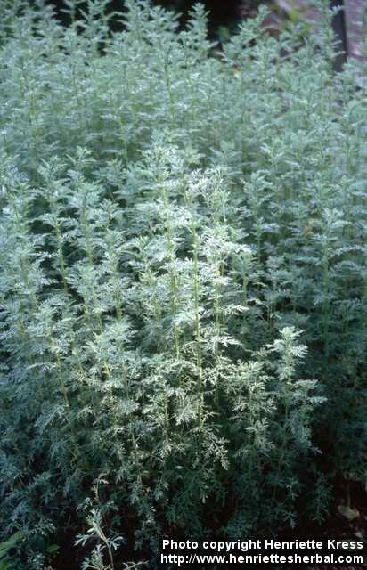 Photo: Artemisia pontica.